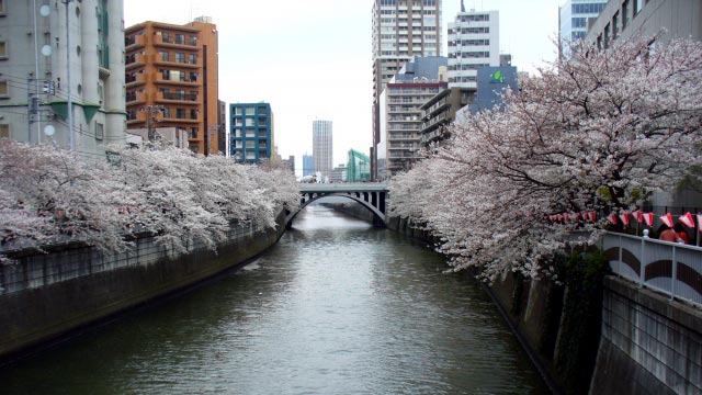 目黒川の桜