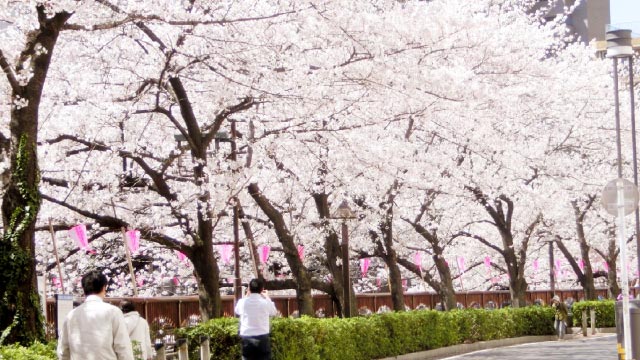 目黒川の桜